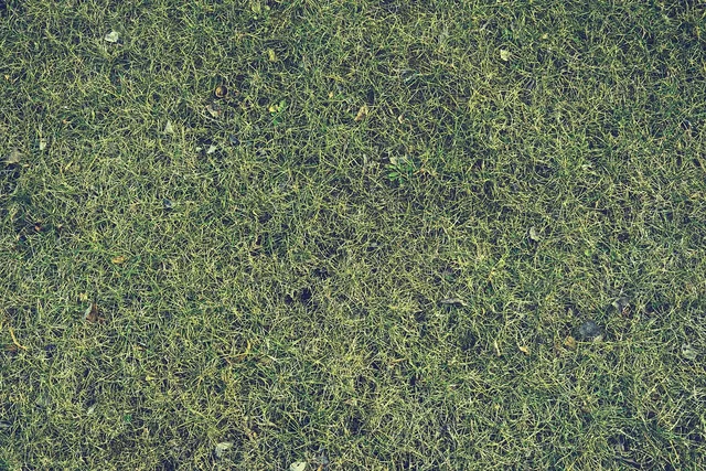 grass, lawn, yard, texture, nature, green, environment, turf, landscape, landscaping, lawn care, summer, field, green texture, green care, lawn care, lawn care, lawn care, lawn care, lawn care. The best lawn care software, reviewed on daily use