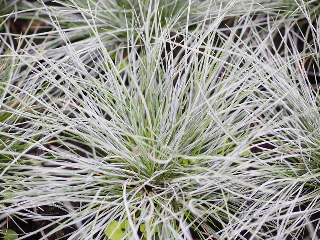 grass, fescue, festuca, sweetgrass, poaceae, pangrass, nature, blue fescue, festuca cinerea, whitish, bluish. Fescue Lawn Mowing Schedule: Height and Frequency by Season