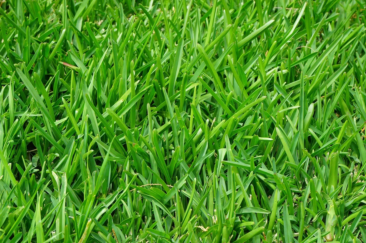 grass, lawn, juicy, green, blades of grass, stalks, meadow, tight, fixed, growth, grass type, thick, meadow grass, park lawn, short, short grass, short lawn, short grass lawn, fertilization, lawn fertilization, lawn care, english lawn, deep green, lawn carpet, healthy growth, healthy, fresh, manicured lawn, maintained, lush, evenly, powerful, strong stalks, strong, thick vegetation, grew denser, vegetation, fed up, rich green, lawn cut, intense green, nature, soft, ornamental lawn, landscaped lawn, playing lawn, sports lawn, grew more evenly, weed free, grass varieties, ryegrass, german ryegrass, lolium perenne, grass mixture, mow, mowed, red fescue, festuca rubra, short-tailed red fescue. Checking quality in a lawn care business, job by job
