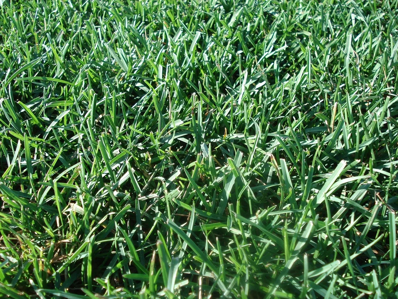 lawn, turf, environment, care, backyard, green, grass, nature, mowing, cut, green care. Lawn care referral program: practical strategies