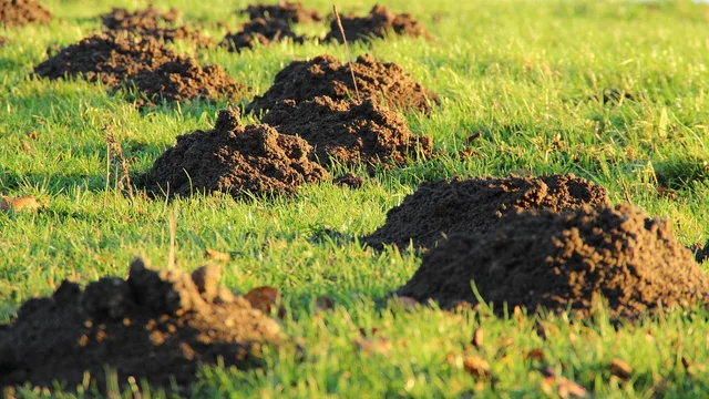 molehills, mole, earth, meadow, lawn, lawn mower, mole, mole, mole, mole, mole, earth, earth, lawn. Lawn Care Expansion: Planning Routes, Crews, and Growth