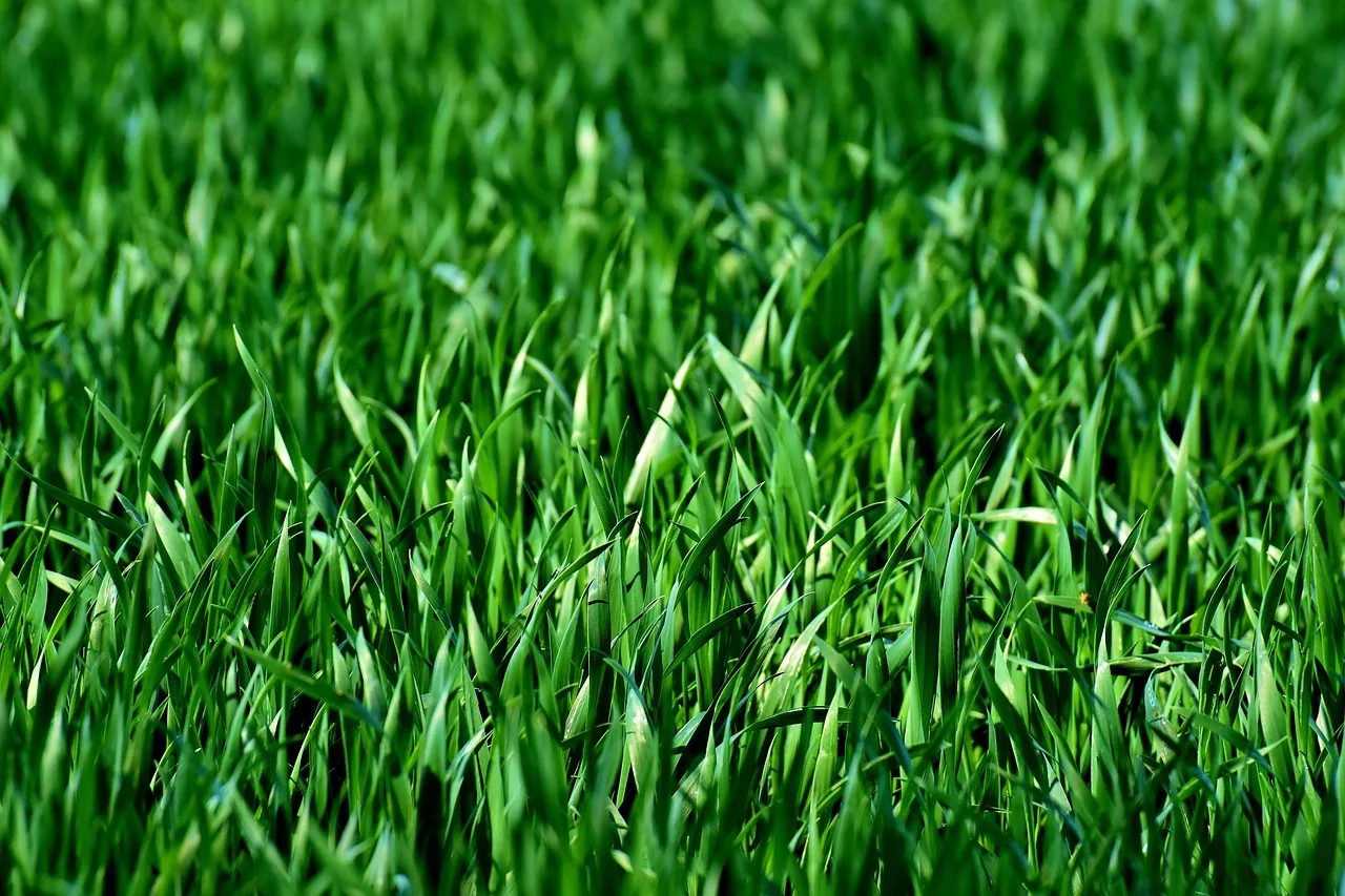 meadow, field, grass, green, nature, landscape, lawn, juicy green, blades of grass, plants, grass, green, green, lawn, lawn, lawn, lawn, lawn. The monthly numbers a lawn care business owner should watch