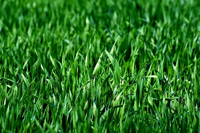 meadow, field, grass, green, nature, landscape, lawn, juicy green, blades of grass, plants, grass, green, green, lawn, lawn, lawn, lawn, lawn. The monthly numbers a lawn care business owner should watch