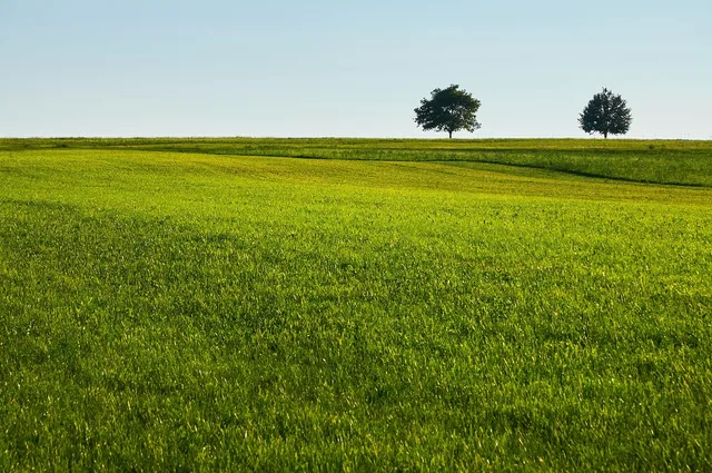 lawn, grass, field, nature, trees, quiet, green, country. Designing the workflow of a lawn care business