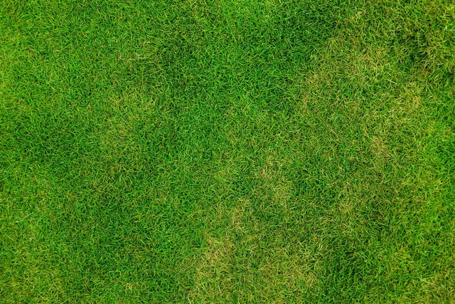 grass, wallpaper hd, lawn, nature background, nature wallpaper, free wallpaper, full hd wallpaper, field, meadow, 4k wallpaper 1920x1080, free background, 4k wallpaper, desktop backgrounds, grassy, mac wallpaper, beautiful wallpaper, hd wallpaper, background, wallpaper 4k, green, windows wallpaper, outdoors, nature, beautiful nature, cool backgrounds, wallpaper, laptop wallpaper, green background, green grass, green field. How to bundle lawn care services for 2027