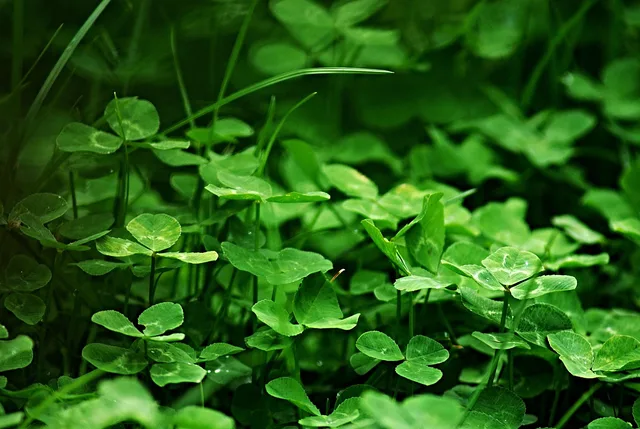 clover, grass, nature, green, macro, lawn, blade of grass. OSHA safety rules for American lawn care crews, from blades to heat