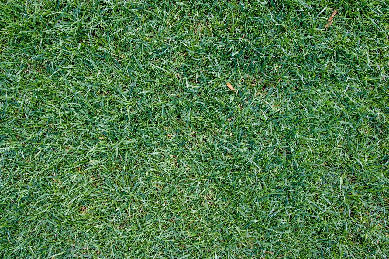 lawn, grass, nature, japanese grass. Per-Mow Pricing vs Monthly Contracts: Which Lawn Schedule Wins?