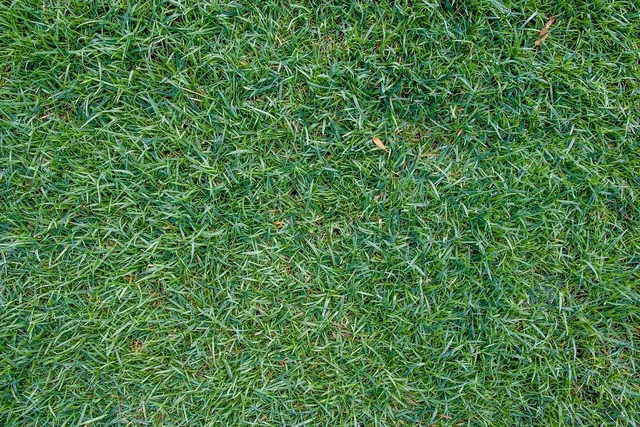 lawn, grass, nature, japanese grass. Per-Mow Pricing vs Monthly Contracts: Which Lawn Schedule Wins?