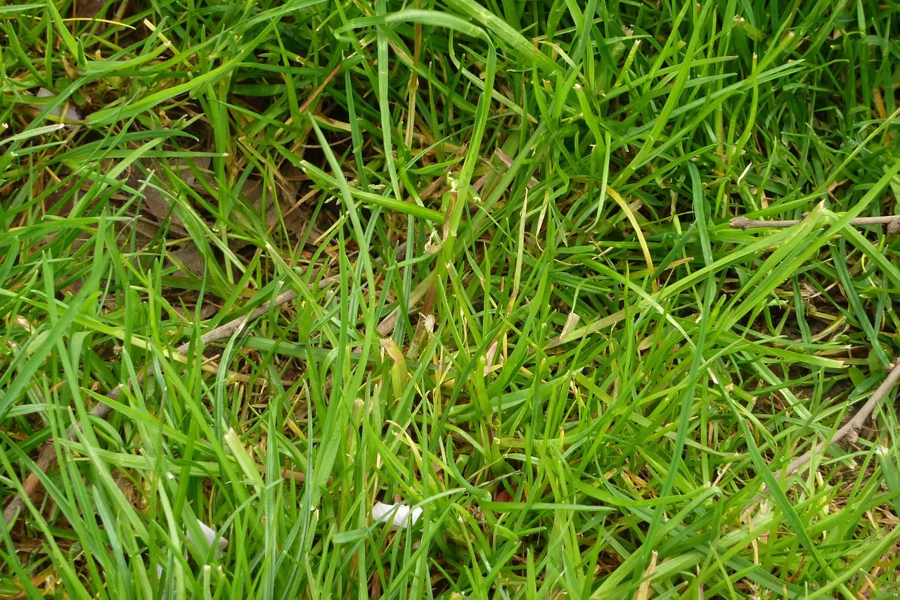 meadow, lawn, green, blades of grass, garden, close up, park, texture, stalks, juicy, nature, lawn mower. Phoenix summer mowing schedules and crew heat safety under OSHA rules