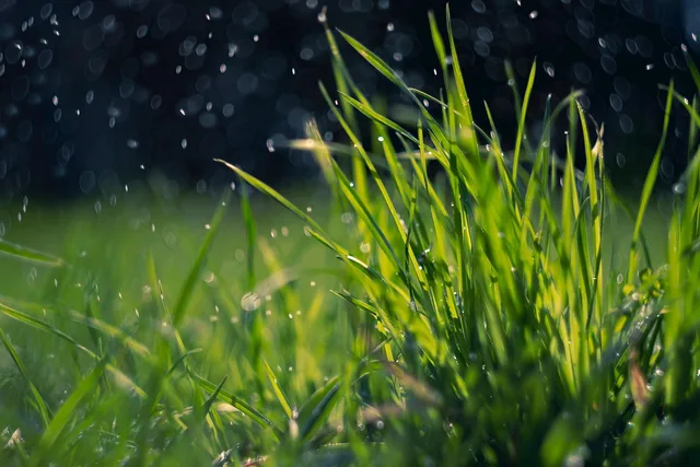 spring, grass, rain, green, dew, water drops, nature, field, meadow, lawn, plant, rain, rain, rain, rain, rain, lawn. Rain Delay Policy Lawn Mowing Schedules: Key Rules