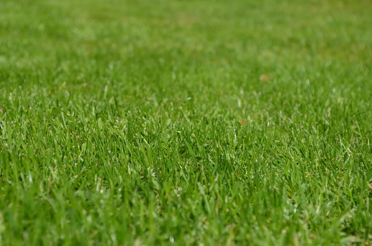 grasses, lawn, garden, ornamental grasses, greenery, meadow, yard, english lawn, nature, lawn, lawn, lawn, lawn, lawn, garden, yard, yard, yard, yard. Licences for a lawn care business: the full list