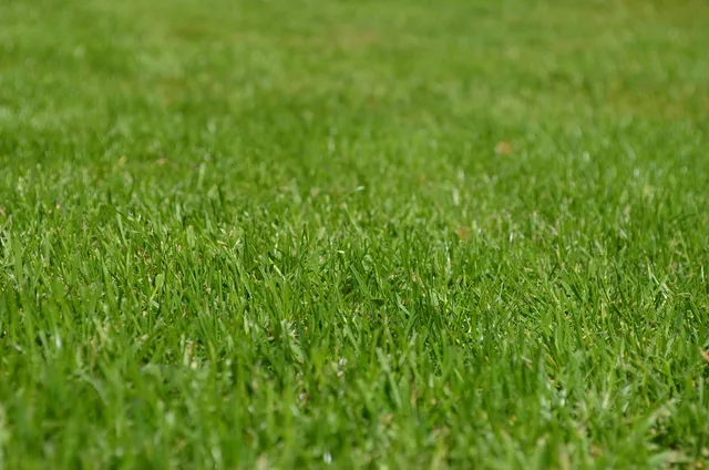 grasses, lawn, garden, ornamental grasses, greenery, meadow, yard, english lawn, nature, lawn, lawn, lawn, lawn, lawn, garden, yard, yard, yard, yard. Licences for a lawn care business: the full list